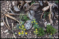 Close-up of flowers and burned cactus. Carlsbad Caverns National Park ( color)