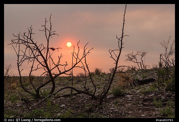 Sun through wildfire smoke and burned shrubs. Carlsbad Caverns National Park, New Mexico, USA.