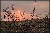 Sun through wildfire smoke and burned shrubs. Carlsbad Caverns National Park ( color)