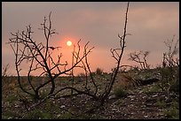 Sun through wildfire smoke and burned shrubs. Carlsbad Caverns National Park, New Mexico, USA. (color)