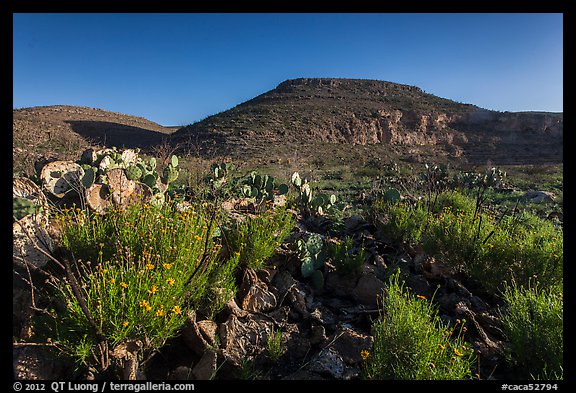 Flowers and cactus in Walnut Canyon. Carlsbad Caverns National Park (color)