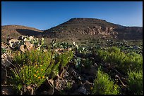 Flowers and cactus in Walnut Canyon. Carlsbad Caverns National Park, New Mexico, USA. (color)