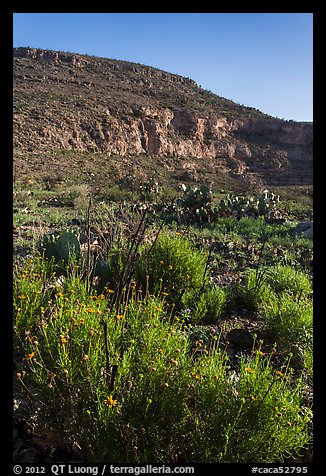 Springtime bloom, Walnut Canyon. Carlsbad Caverns National Park, New Mexico, USA.