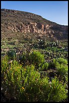 Springtime bloom, Walnut Canyon. Carlsbad Caverns National Park ( color)