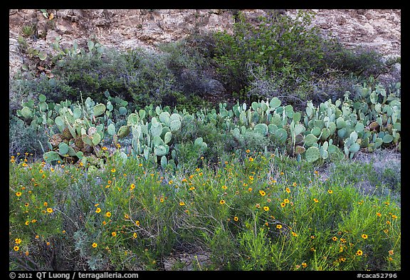 Wildflowers, prickly pear cactus, and rock wall. Carlsbad Caverns National Park, New Mexico, USA.