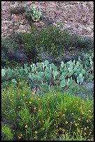Wildflowers, cactus, shrubs, and rock. Carlsbad Caverns National Park ( color)