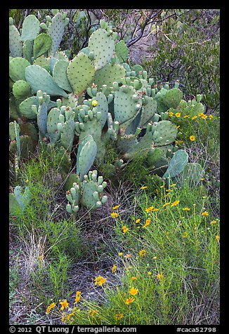 Close-up of annuals and cactus. Carlsbad Caverns National Park (color)