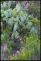 Close-up of annuals and cactus. Carlsbad Caverns National Park, New Mexico, USA. (color)