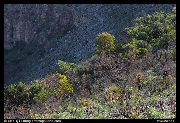 Desert shrubs and trees, Walnut Canyon. Carlsbad Caverns National Park, New Mexico, USA.