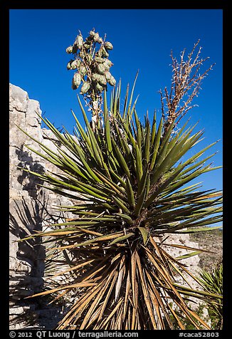 Yucca and cliff. Carlsbad Caverns National Park (color)