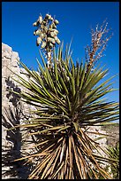 Yucca and cliff. Carlsbad Caverns National Park, New Mexico, USA. (color)