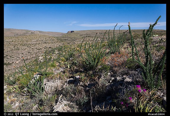 Chihuahan Desert landscape with ocotillos. Carlsbad Caverns National Park, New Mexico, USA.