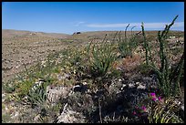 Chihuahan Desert landscape with ocotillos. Carlsbad Caverns National Park ( color)