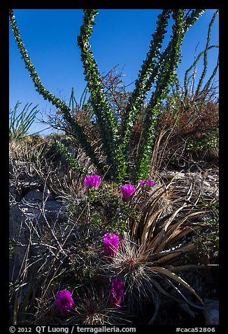 Purple blooms and ocotillos. Carlsbad Caverns National Park (color)