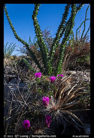 Purple blooms and ocotillos. Carlsbad Caverns National Park, New Mexico, USA.