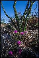 Purple blooms and ocotillos. Carlsbad Caverns National Park, New Mexico, USA. (color)