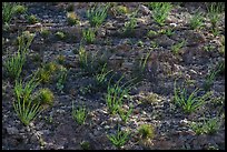 ocotillos on slope. Carlsbad Caverns National Park ( color)