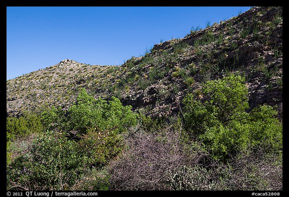 Green trees and shurbs below desert slopes. Carlsbad Caverns National Park (color)