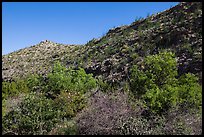 Green trees and shurbs below desert slopes. Carlsbad Caverns National Park, New Mexico, USA. (color)