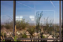 Ocotillos, yuccas and cactus, visitor center window reflexion. Carlsbad Caverns National Park ( color)