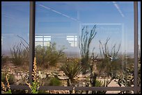 Ocotillos, yuccas and cactus, visitor center window reflexion. Carlsbad Caverns National Park, New Mexico, USA. (color)