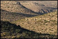Evening shadows sweep across the scrub-covered limestone hills of the Chihuahuan Desert. Carlsbad Caverns National Park ( color)