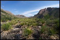 Field of spiky yucca crowns and rugged cliffs, Slaughter Canyon. Carlsbad Caverns National Park ( color)