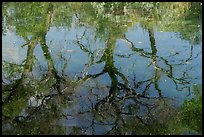 Twisted tree branches and bright foliage ripple as reflections on the surface of Rattlesnake Springs. Carlsbad Caverns National Park ( color)