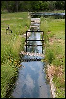 Channel carrying spring water past grasses and wildflowers through the historic farmstead of Rattlesnake Springs. Carlsbad Caverns National Park ( color)