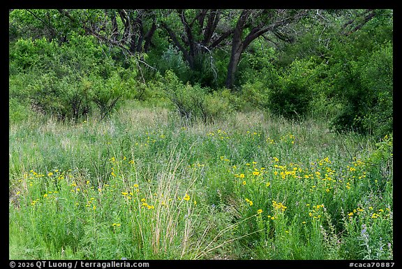 Meadow of yellow wildflowers spreading toward dense cottonwood and mesquite, Rattlesnake Springs. Carlsbad Caverns National Park (color)
