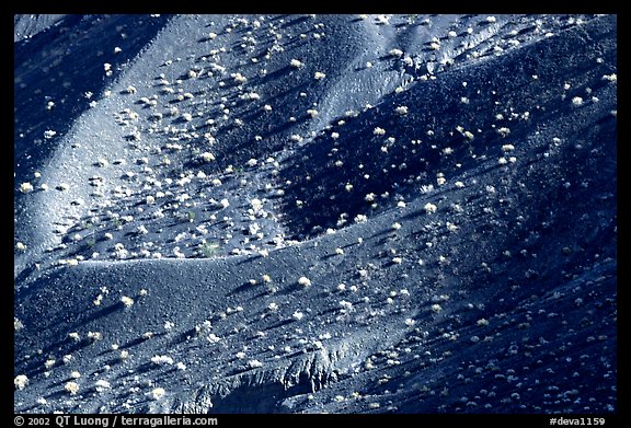 Hillside covered with sage bushes. Death Valley National Park, California, USA.