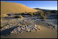 [open edition]   Mud formations in the Mesquite sand dunes, early morning. Death Valley National Park, California, USA.