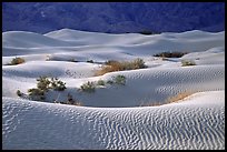 Mesquite Sand Dunes, morning. Death Valley National Park, California, USA. (color)