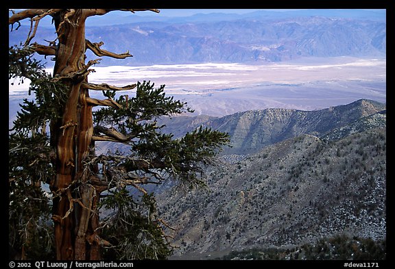 Picture/Photo: Bristlecone Pine tree near Telescope Peak ...