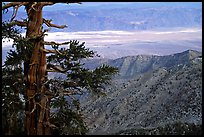Bristlecone Pine tree near Telescope Peak. Death Valley National Park, California, USA.