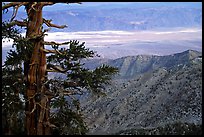 Bristlecone Pine tree near Telescope Peak. Death Valley National Park ( color)