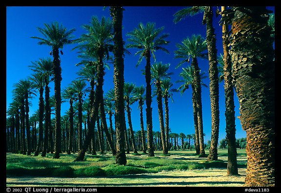 Palm trees in Furnace Creek oasis. Death Valley National Park, California, USA.