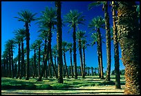 Palm trees in Furnace Creek oasis. Death Valley National Park, California, USA. (color)