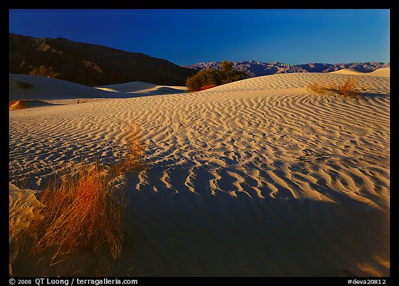 Ripples on Mesquite Dunes, early morning. Death Valley National Park, California, USA.