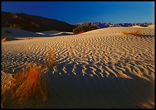 Ripples on Mesquite Dunes, early morning. Death Valley National Park ( color)