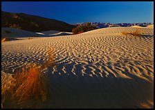 Ripples on Mesquite Dunes, early morning. Death Valley National Park, California, USA.