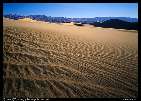 Ripples on Mesquite Dunes, early morning. Death Valley National Park, California, USA.