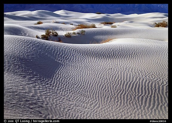 Sand dunes and bushes. Death Valley National Park (color)