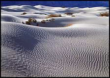 Sand dunes and bushes. Death Valley National Park, California, USA. (color)