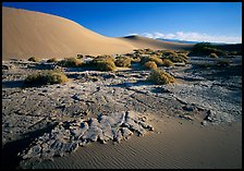 Mud formations in the Mesquite sand dunes, early morning. Death Valley National Park, California, USA.