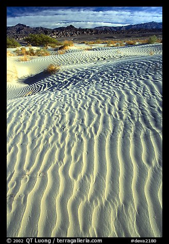 Ripples on Mesquite Sand Dunes. Death Valley National Park (color)