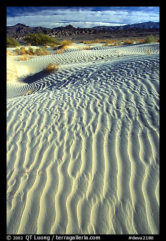 Ripples on Mesquite Sand Dunes. Death Valley National Park, California, USA.