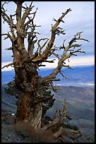 Bristlecone Pine tree near Telescope Peak. Death Valley National Park, California, USA. (color)