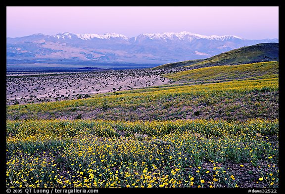 Desert Gold and Panamint Range, Ashford Mill area, dawn. Death Valley National Park (color)