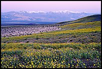 Desert Gold and Panamint Range, Ashford Mill area, dawn. Death Valley National Park, California, USA. (color)